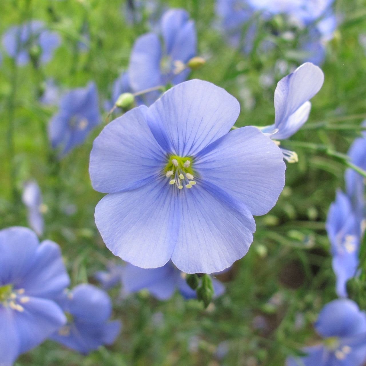 Flax Blue (Linum perrene) Seeds