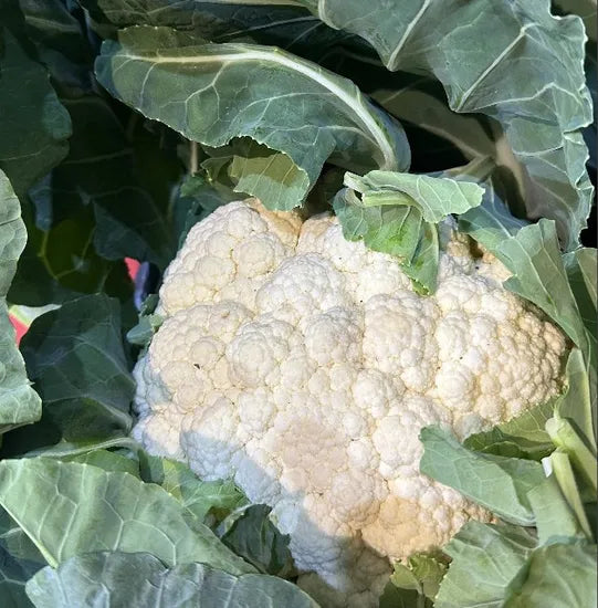 Day Mid Late Maturity Good Disease Resistance heirloom non-gmo organic garden seeds