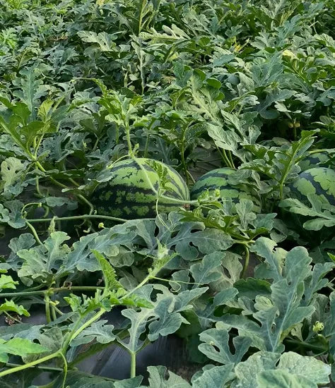 Days Strong Disease Resistance Hybrid Watermelon Semillas De Sandia For Sowing heirloom non-gmo organic garden seeds