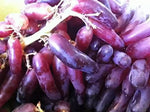 Heirloom burgundy grape fruit seeds for planting