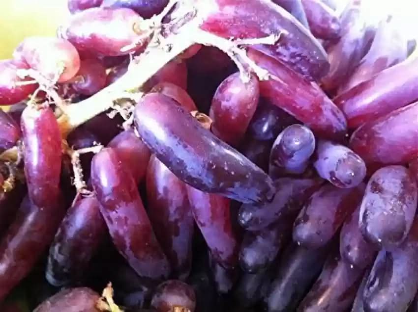 Heirloom burgundy grape fruit seeds for planting