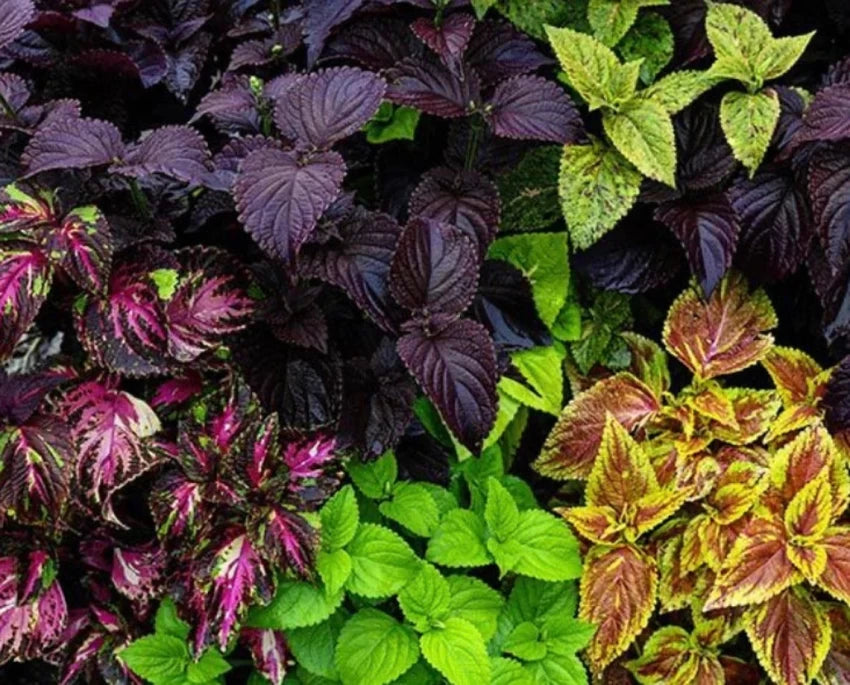 Coleus Pinto Mix Seeds