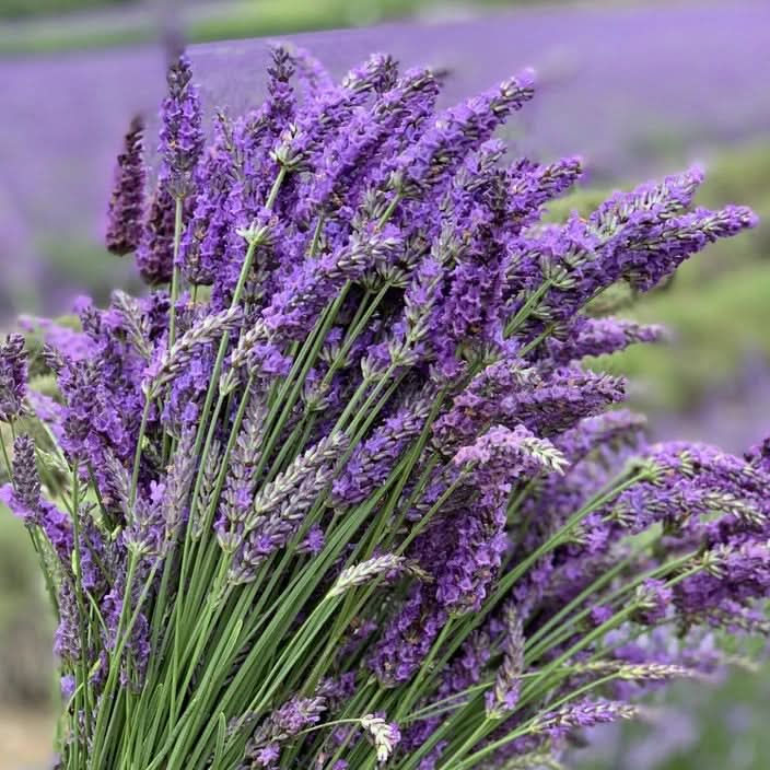 English Lavender Seeds for Planting – Heirloom & Non-GMO Medicinal Her