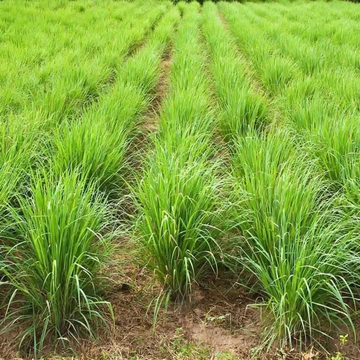 Premium Lemongrass Seeds for Gardening – Non-GMO, High Germination See