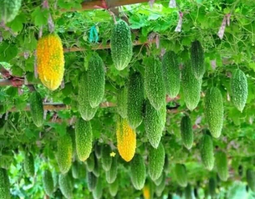 Indian Bitter Gourd Momordica charantia seeds for garden planting