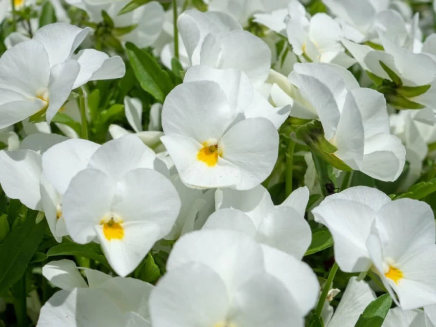 Heirloom Tricolor Pansy Flower Seeds for Planting, Non-GMO, Organic, White Blooms seeds for planting in home garden