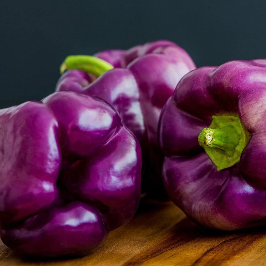 Purple Pepper Vegetable Seeds Capsicum annuum for Colorful Kitchen Garden Growing