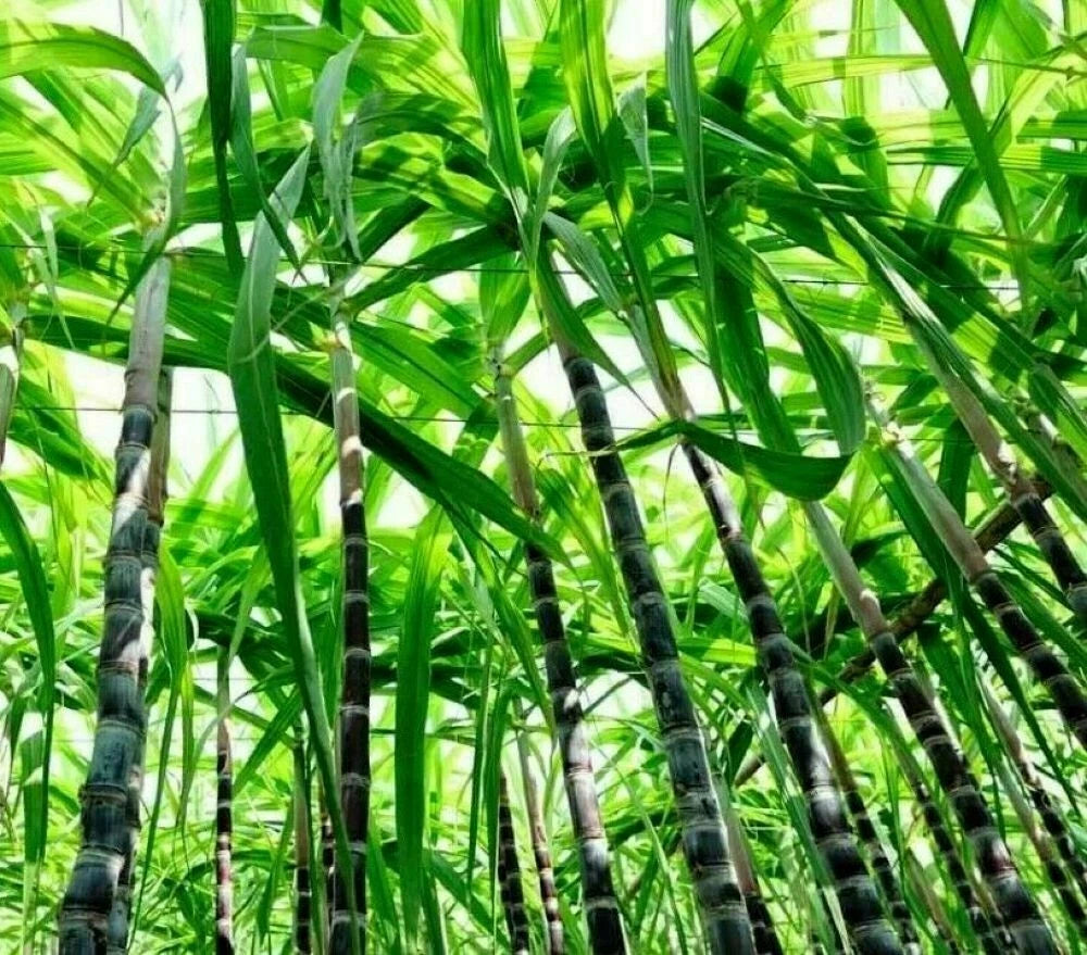 Sugarcane Plant Seed Pack for Growing Sweet Cane Stalks - Plant Seeds for Home Garden