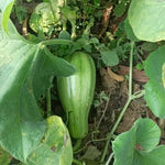 Striped Bottle Gourd Lagenaria siceraria seeds for planting
