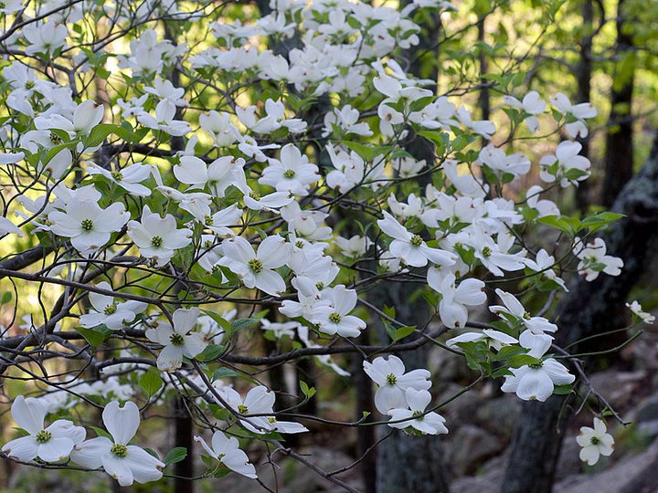Cornus Flower Seeds for Planting - 100