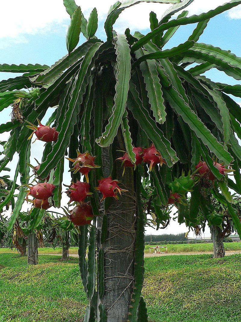 Red Dragon Fruit Seeds