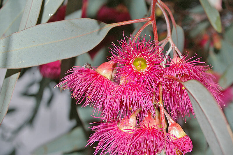 Pink Eucalyptus Sideroxylon Plant Seeds for Colorful Outdoor Gardens – Fresh Herb for Your Garden