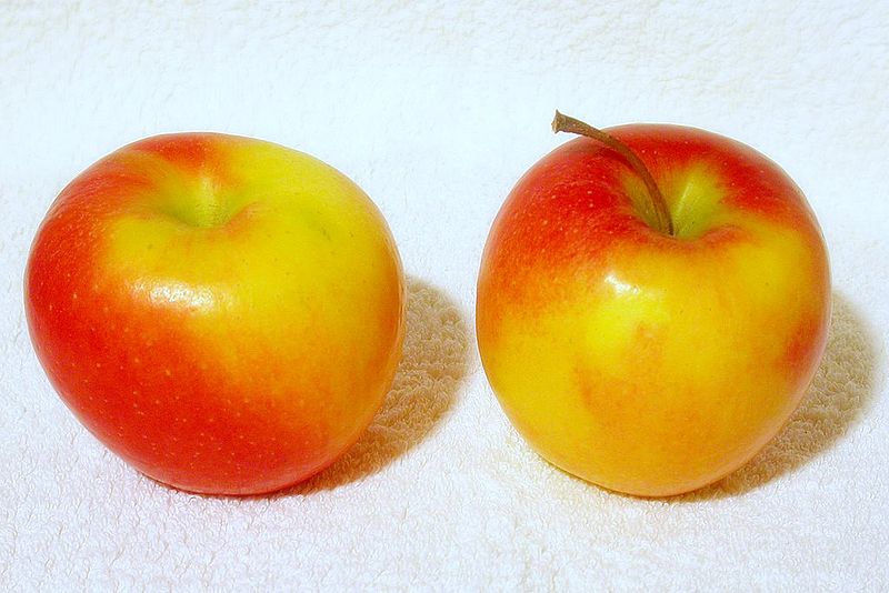 Jazz Apple (Malus domestica)