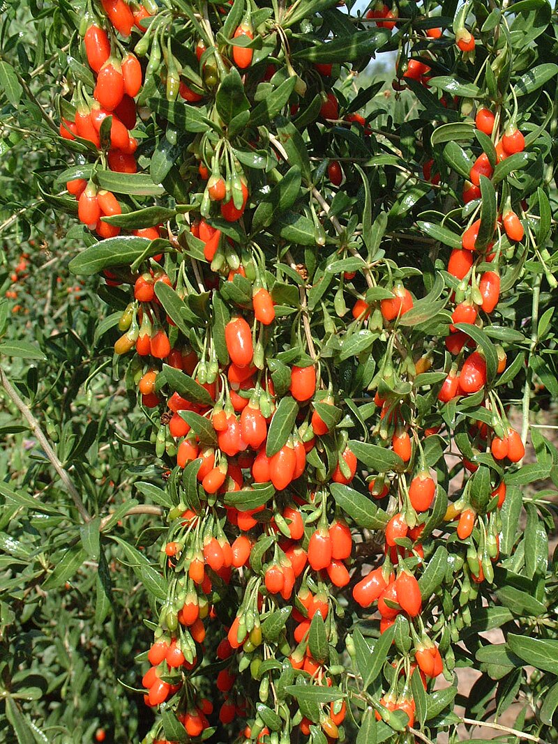 Wolf Berry (Lycium barbarum) / Common Name: Goji Berry