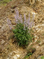 Blue Petromarula Pinnata Plant Seeds for Planting - NON GMO Seeds for planting in home garden