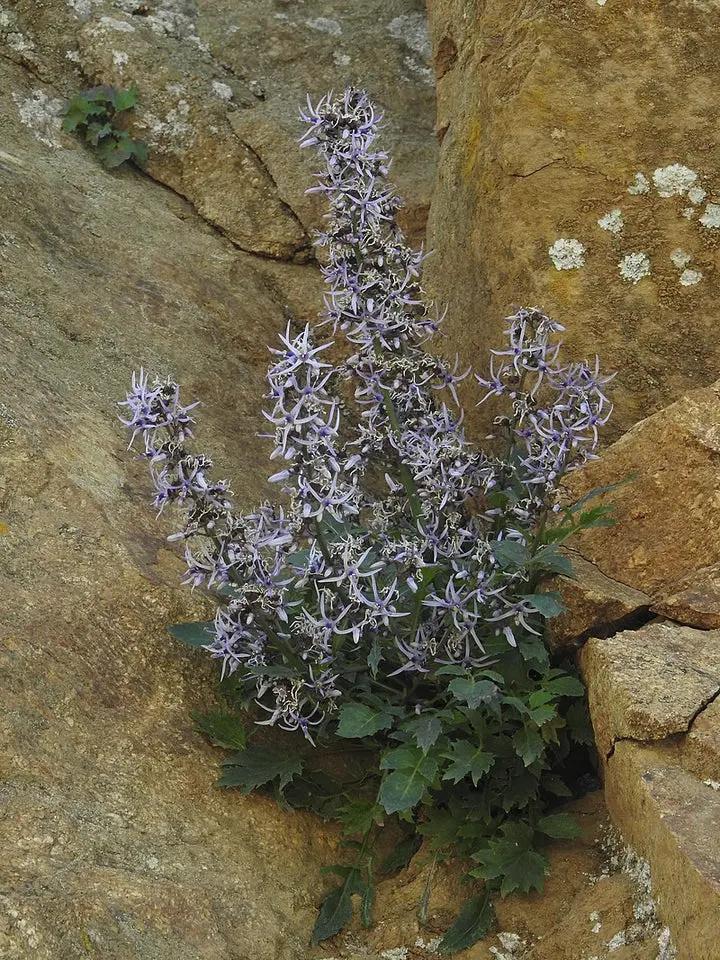 Blue Petromarula Pinnata Plant Seeds for Planting - NON GMO Seeds Dhara Seeds