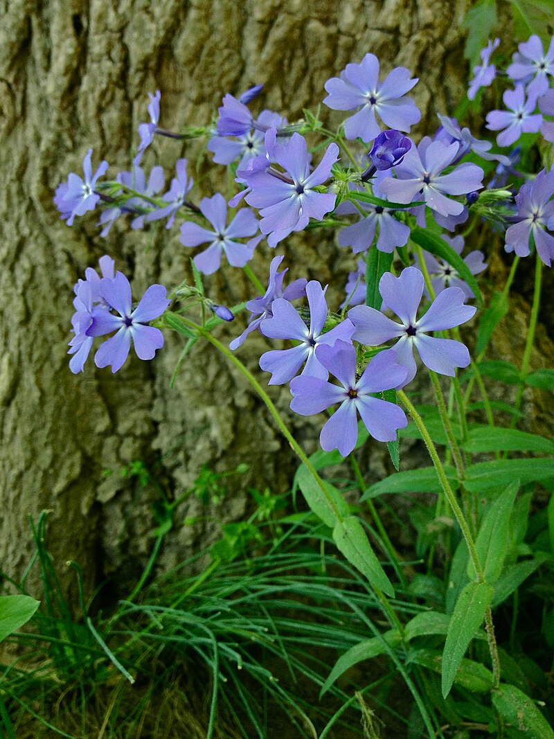 Phlox Mixed Color Ground Cover Seeds