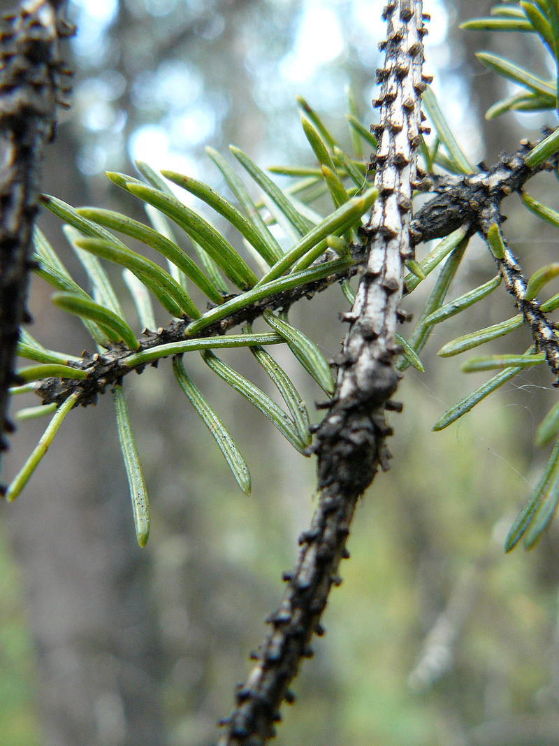 Norway Spruce