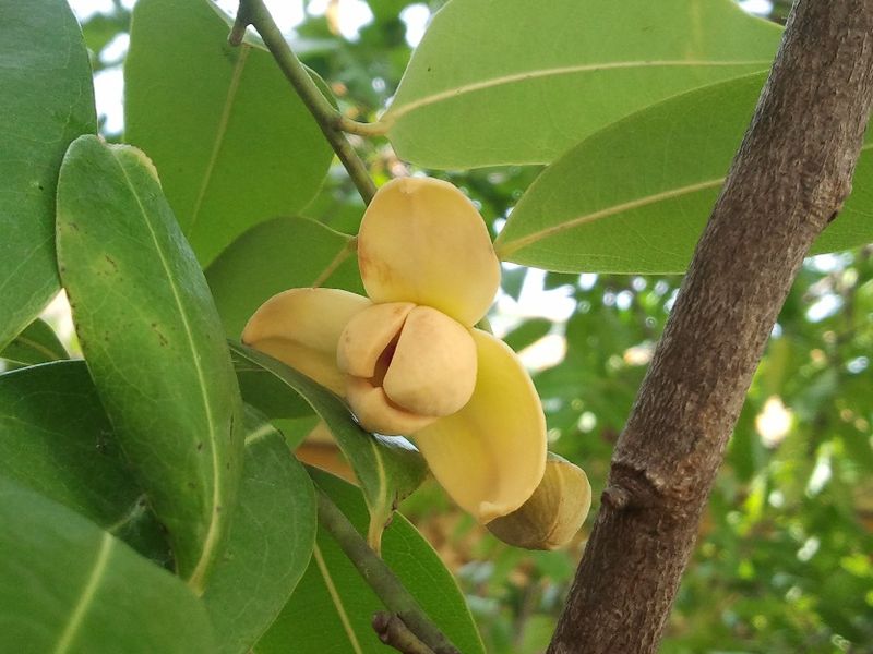 Rumdul – Sweet and Fragrant Tropical Fruit