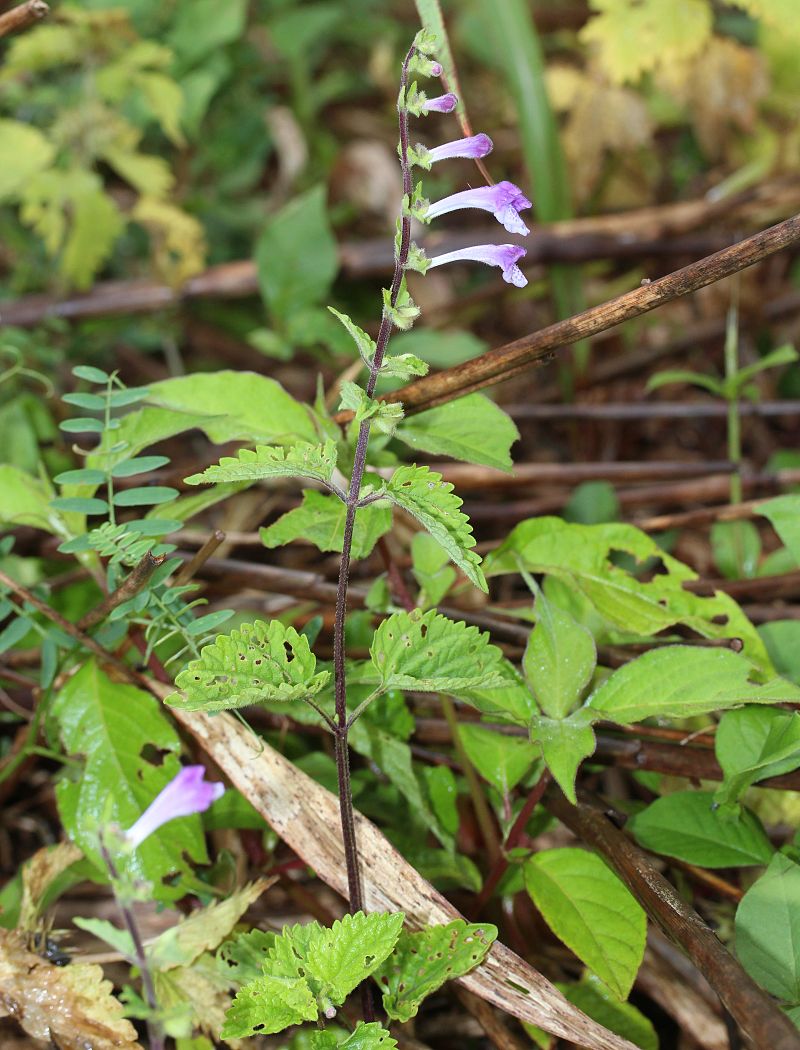 Scutellaria baicalensis