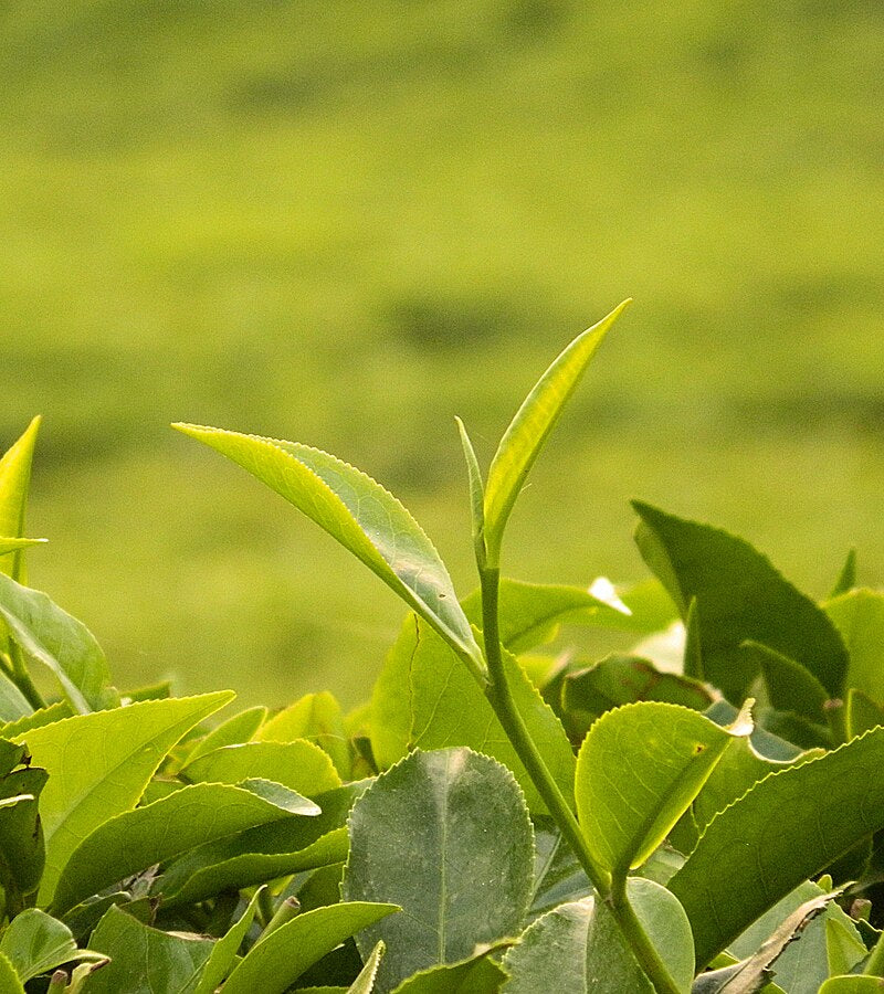 Tea Plant Seeds