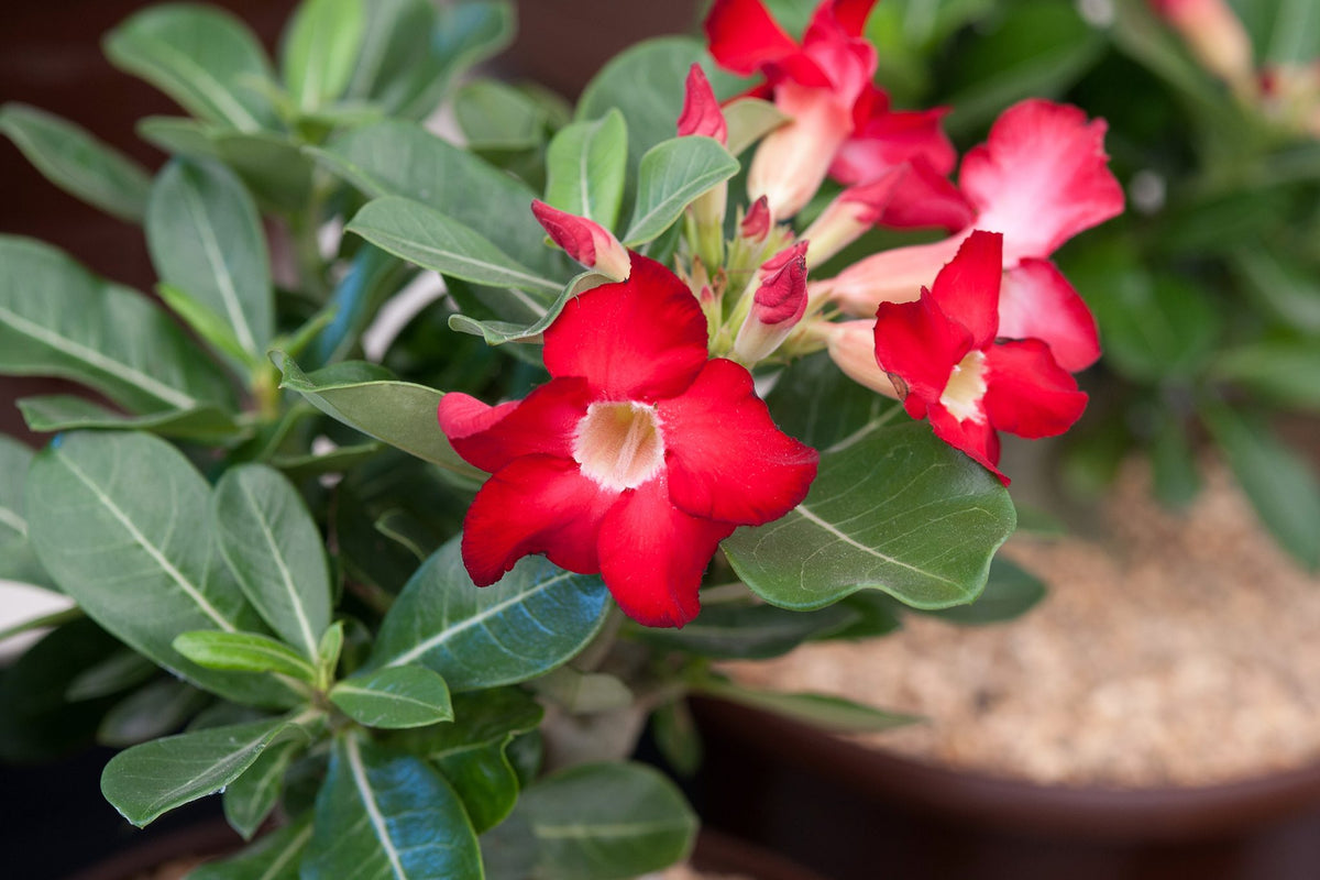 Desert Rose Adenium Obesum Bright Pink Flower Seeds for Planting