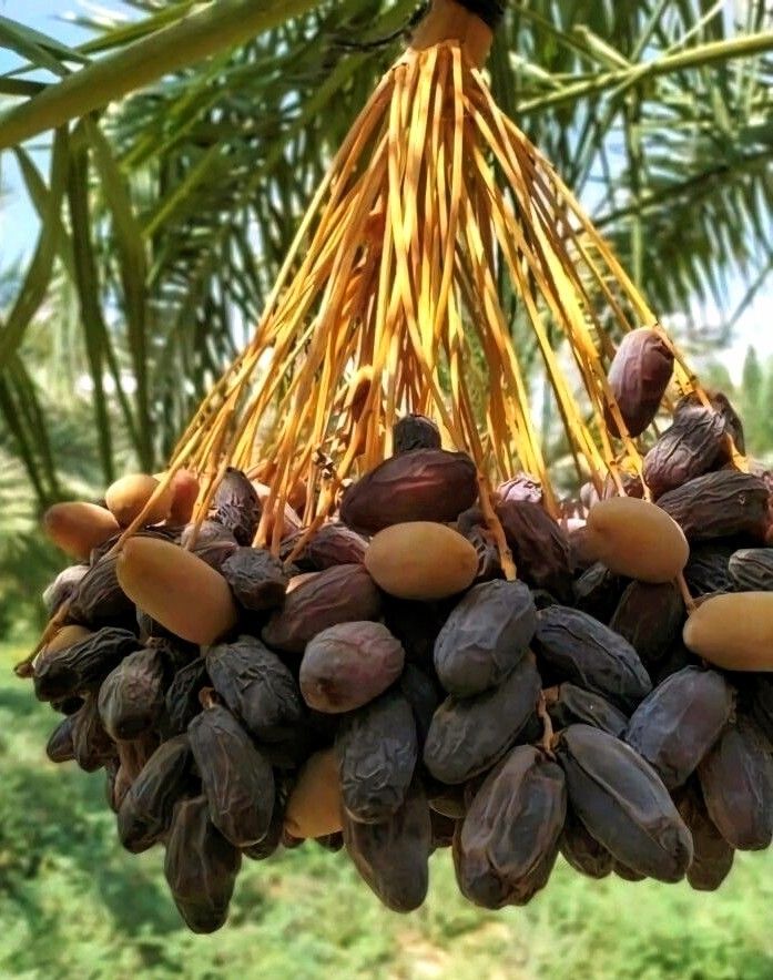 Date Palm (Phoenix dactylifera)