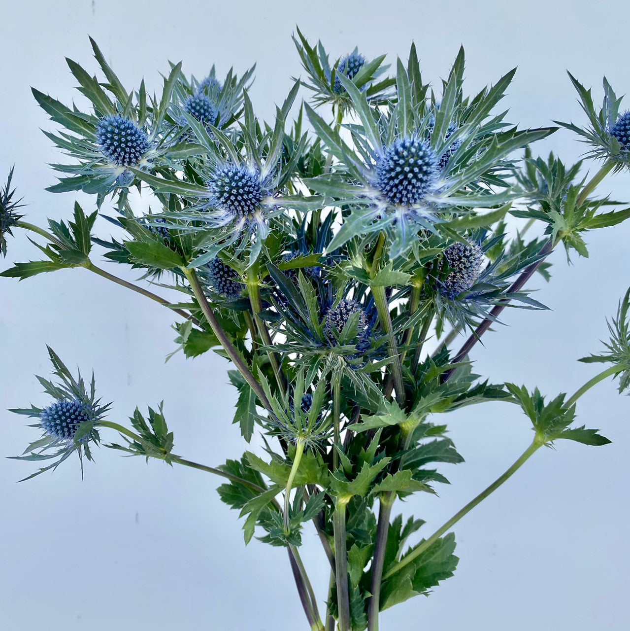 Sea Holly Seeds