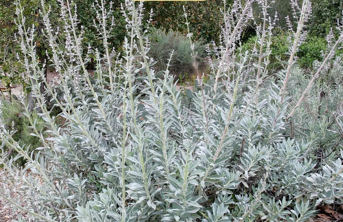 Apiana Plant Seeds for Planting, Heirloom, Non-GMO, 100 for planting in home garden