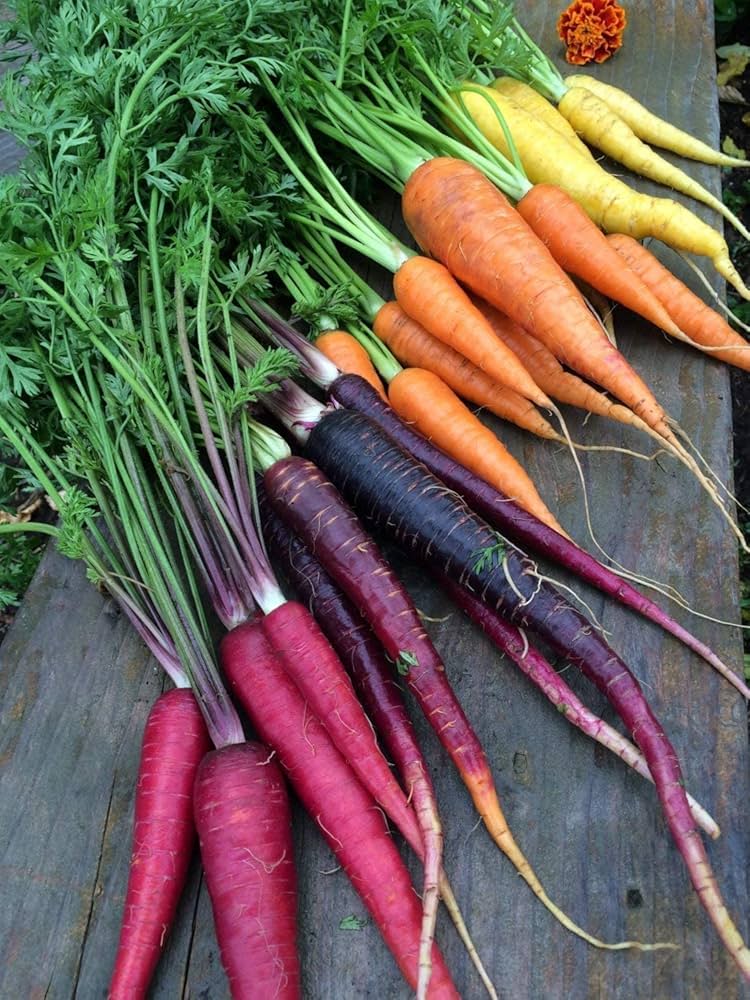 Rainbow Carrot Daucus carota seeds for planting in salad garden