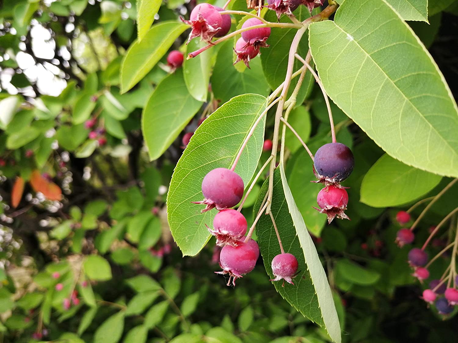 Juneberry Seeds for Planting