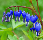 Heirloom Non-GMO Blue Bleeding Heart Flower Seeds for Unique Garden Borders and Romantic Planting for planting in your garden.