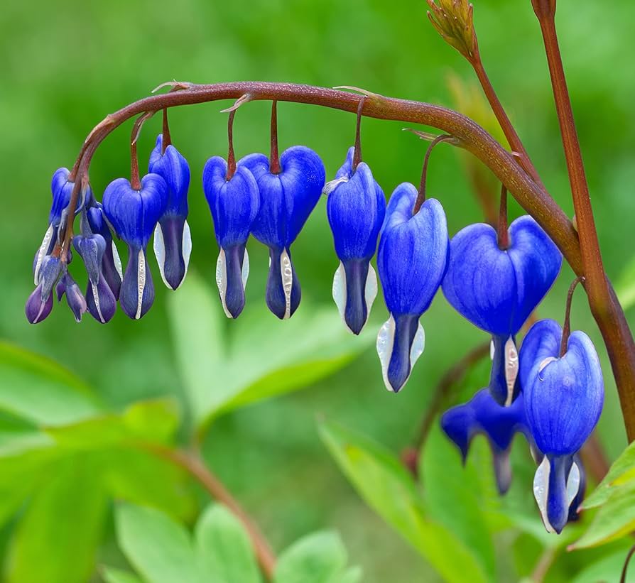 Heirloom Non-GMO Blue Bleeding Heart Flower Seeds for Unique Garden Borders and Romantic Planting for planting in your garden.