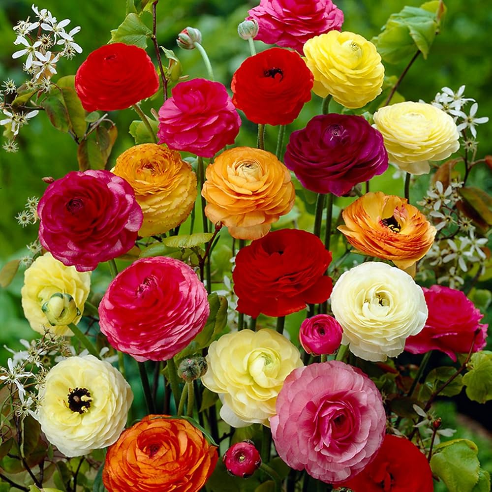 Ranunculus Ranunculus asiaticus flower seeds for home garden planting