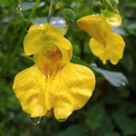 Jewelweed Flower Seeds – Heirloom, Non-GMO Wildflower Seeds for Planting Pollinator Gardens Dhara Seeds
