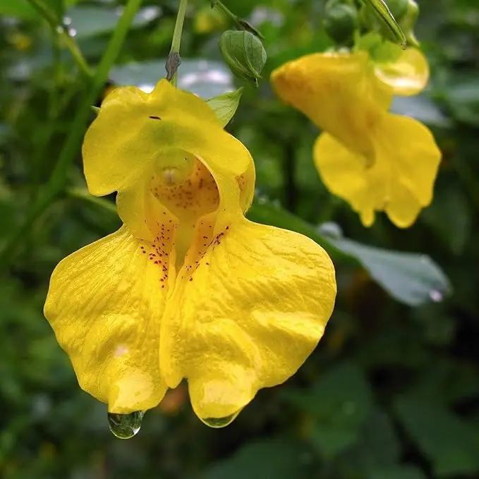 Jewelweed Flower Seeds – Heirloom, Non-GMO Wildflower Seeds for Planting Pollinator Gardens Dhara Seeds