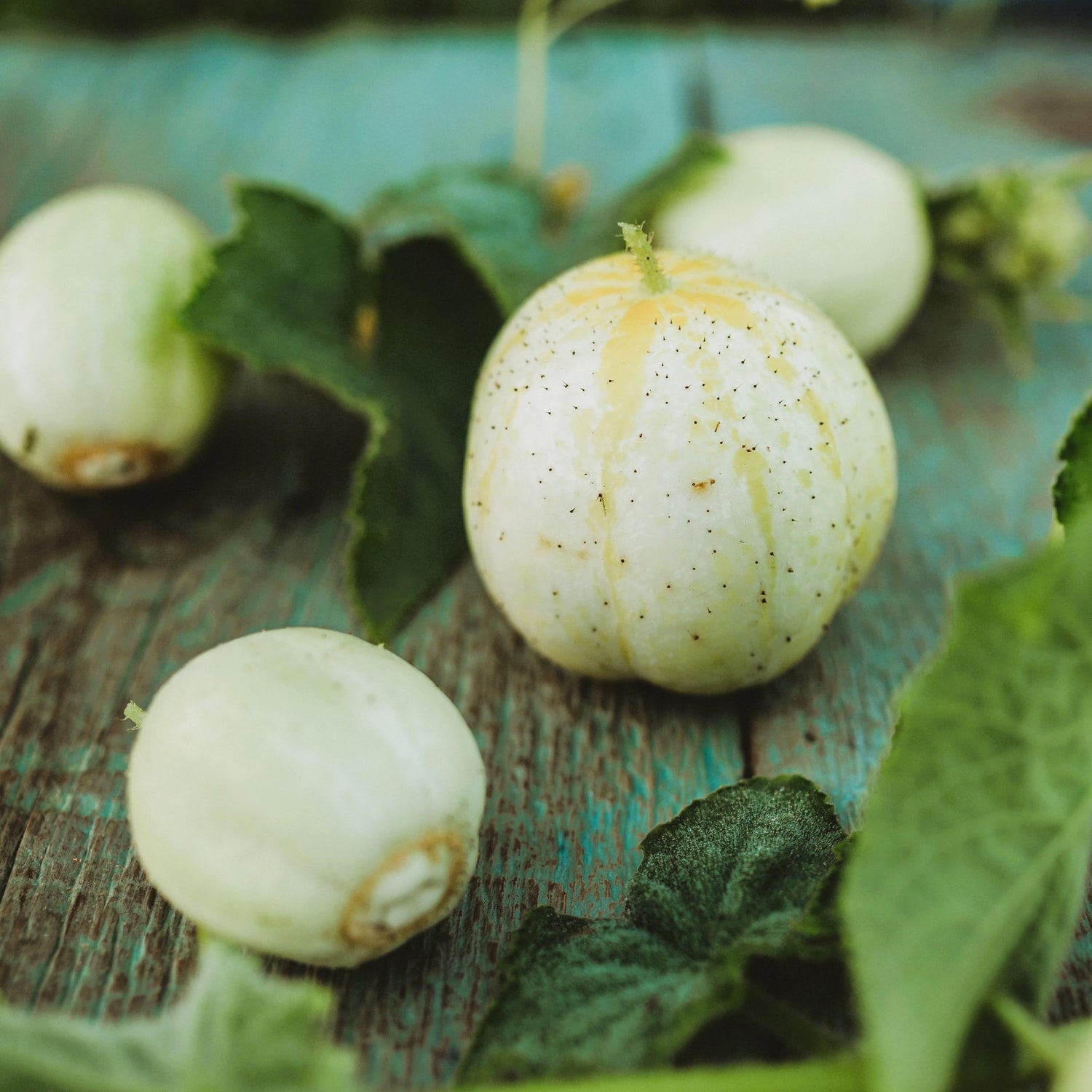 LEMON CUCUMBER Heirloom Seeds for Non-GMO Garden Vegetables