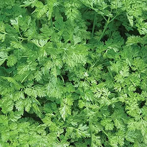 close-up of finely divided, crisp curly chervil leaves

