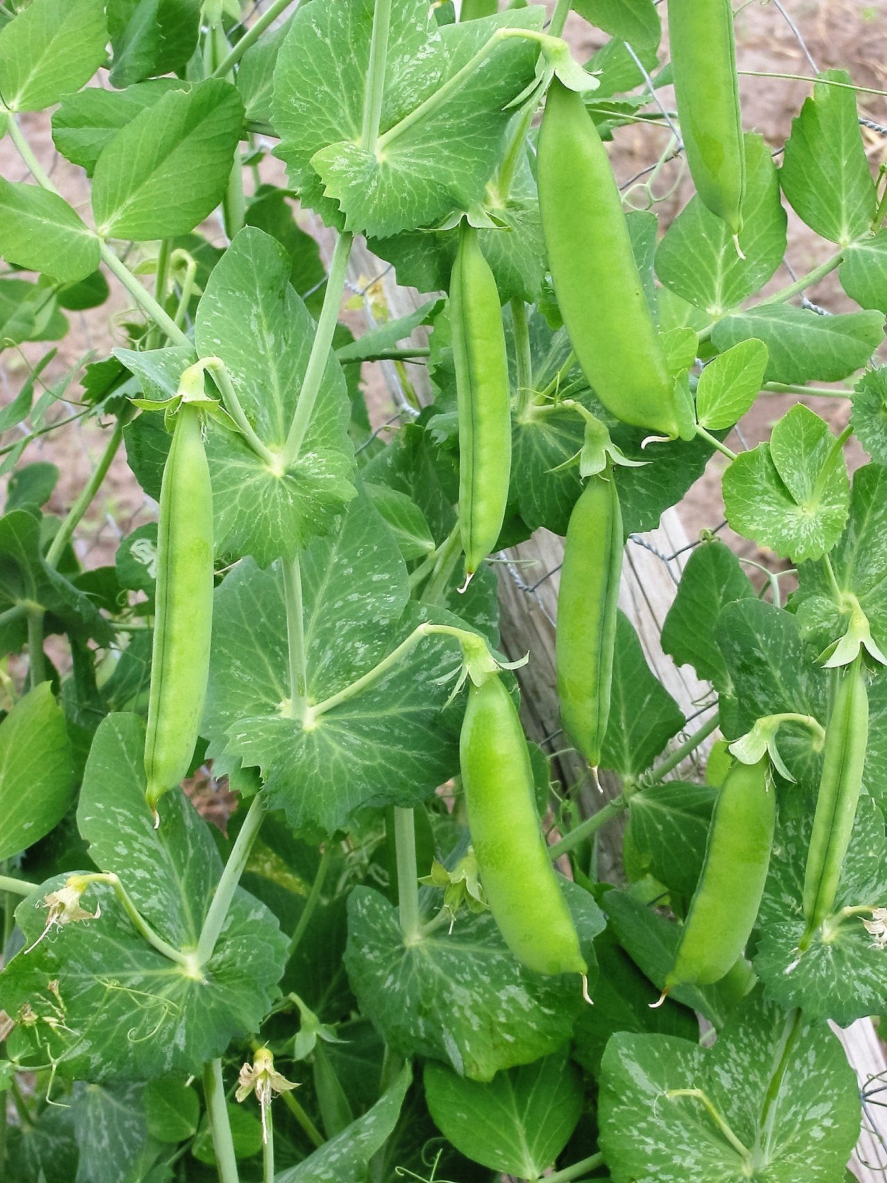 Sugar Snap Pea Pisum sativum Seeds for Planting in Vegetable Patch