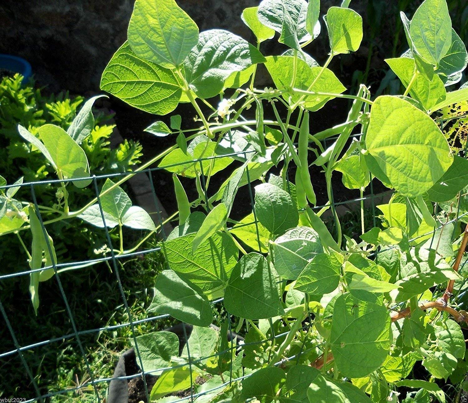 Great Northern Beans Nongmo Heirloom Grown Organically - Heirloom, Non - Gmo Seeds