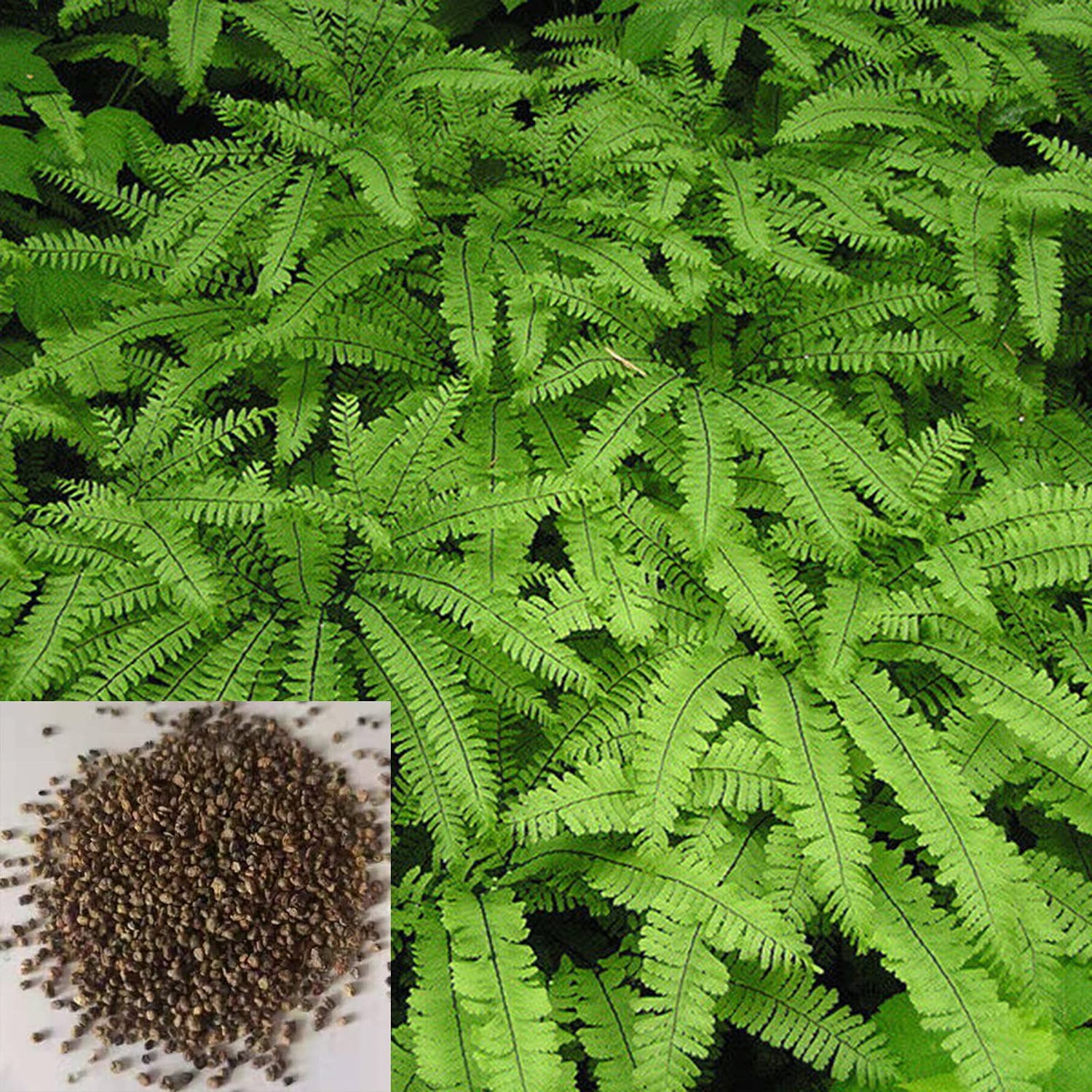 Fern Seeds for Planting