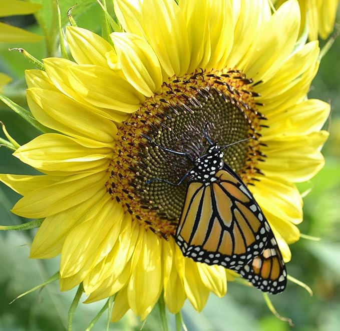 Sunflower Lemon Queen Seeds for Bright Yellow Blooms
