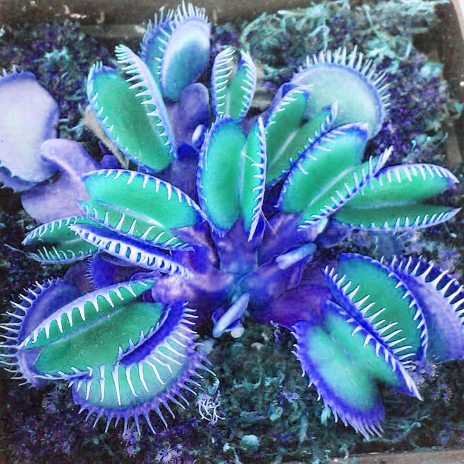 Blue Venus Flytrap Seeds