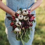  multicolored Easter Egg radishes with red, pink, purple, white, and bi-color skins


