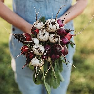  multicolored Easter Egg radishes with red, pink, purple, white, and bi-color skins

