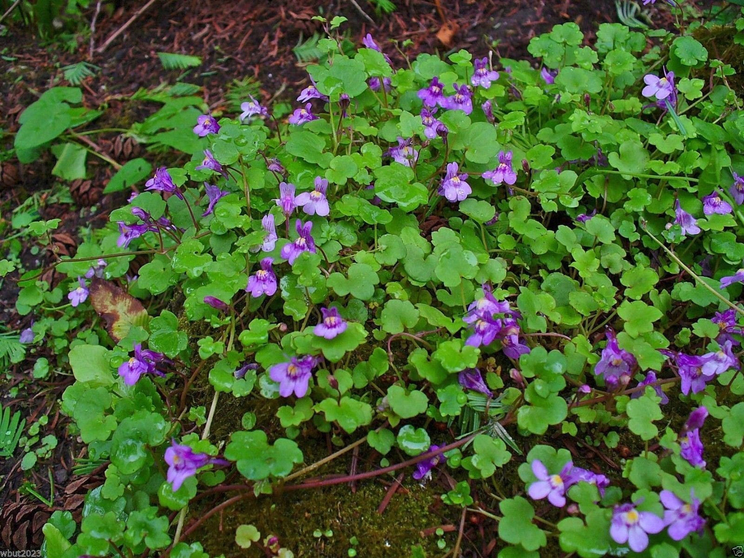 Kenilworth Ivy Seeds