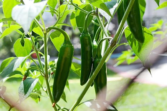 Pepper Capsicum annuum Jalapeño vegetable seeds for planting in home garden or indoor pots
