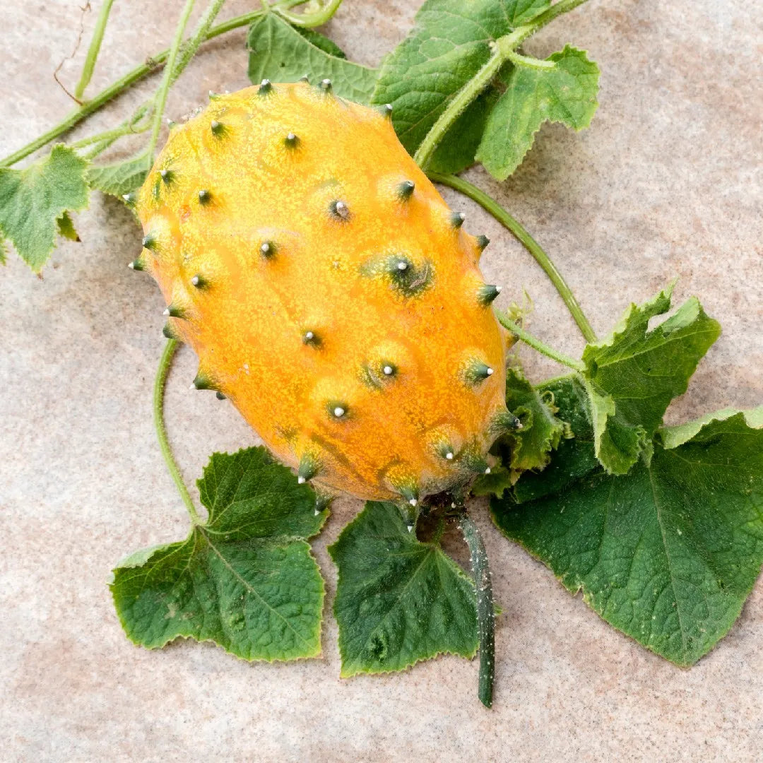 Metuliferus Melon Fruit Seeds Collection for Unique Growth