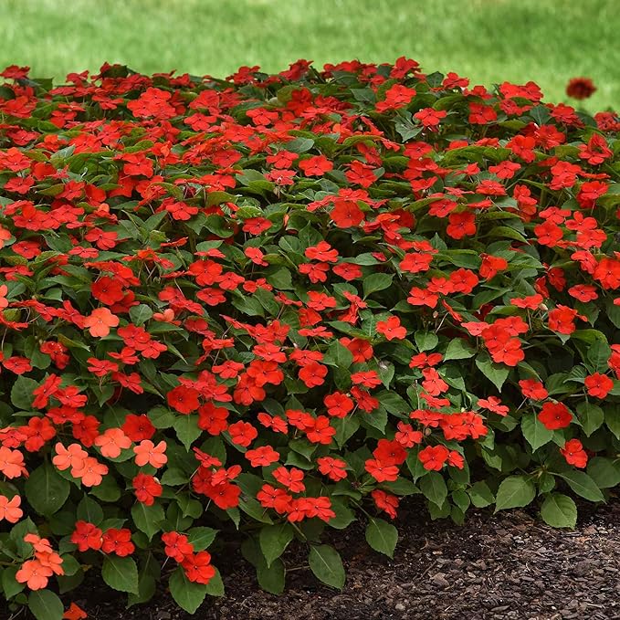 Bright Red Adonis Flower Seeds,