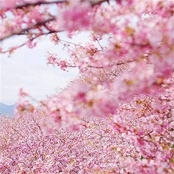 Cherry Blossom Flower Seeds for Planting